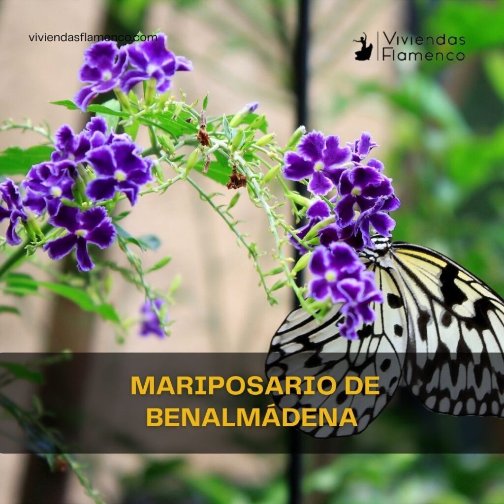 Instagram post from viviendasflamenco. This post is in position 5.